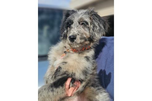 成約済の長野県のミックス犬-356122の3枚目
